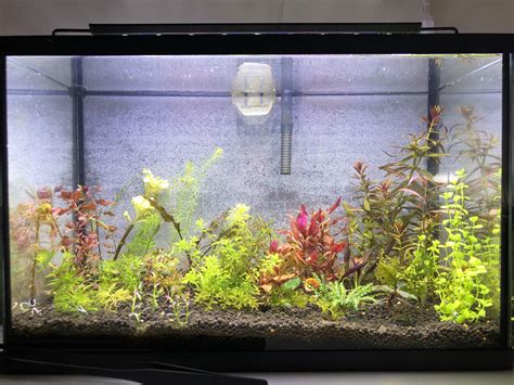 Rescaped my 5 gallon : r/PlantedTank 